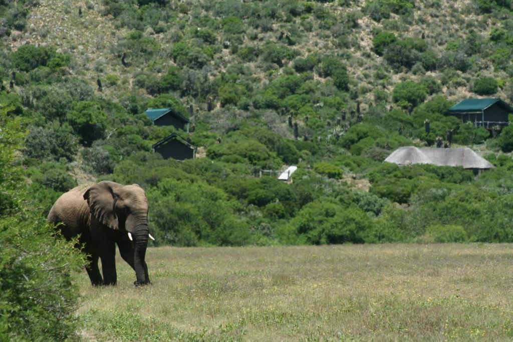 Hillsnek Safari Camp - Amakhala Game Reserve Zewnętrze zdjęcie
