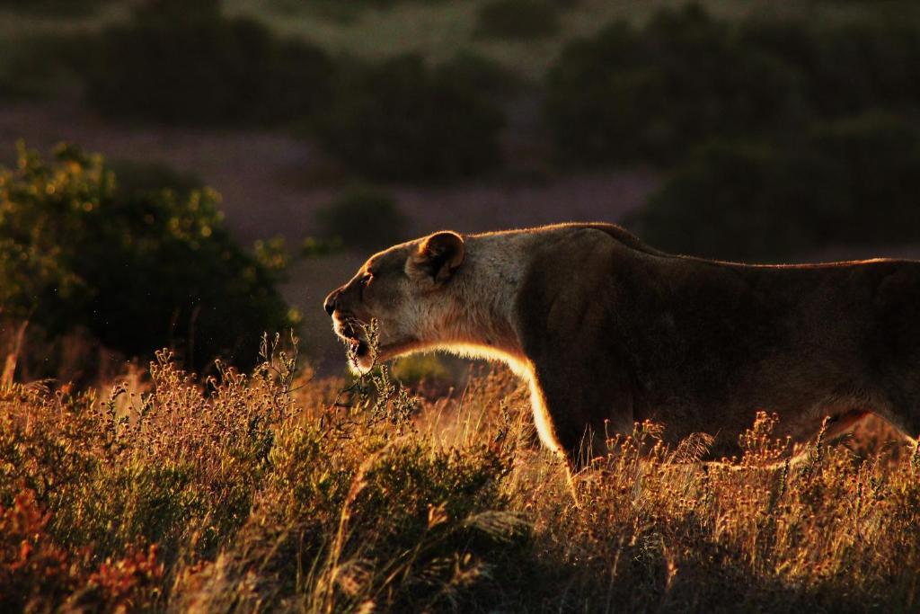 Hillsnek Safari Camp - Amakhala Game Reserve Zewnętrze zdjęcie