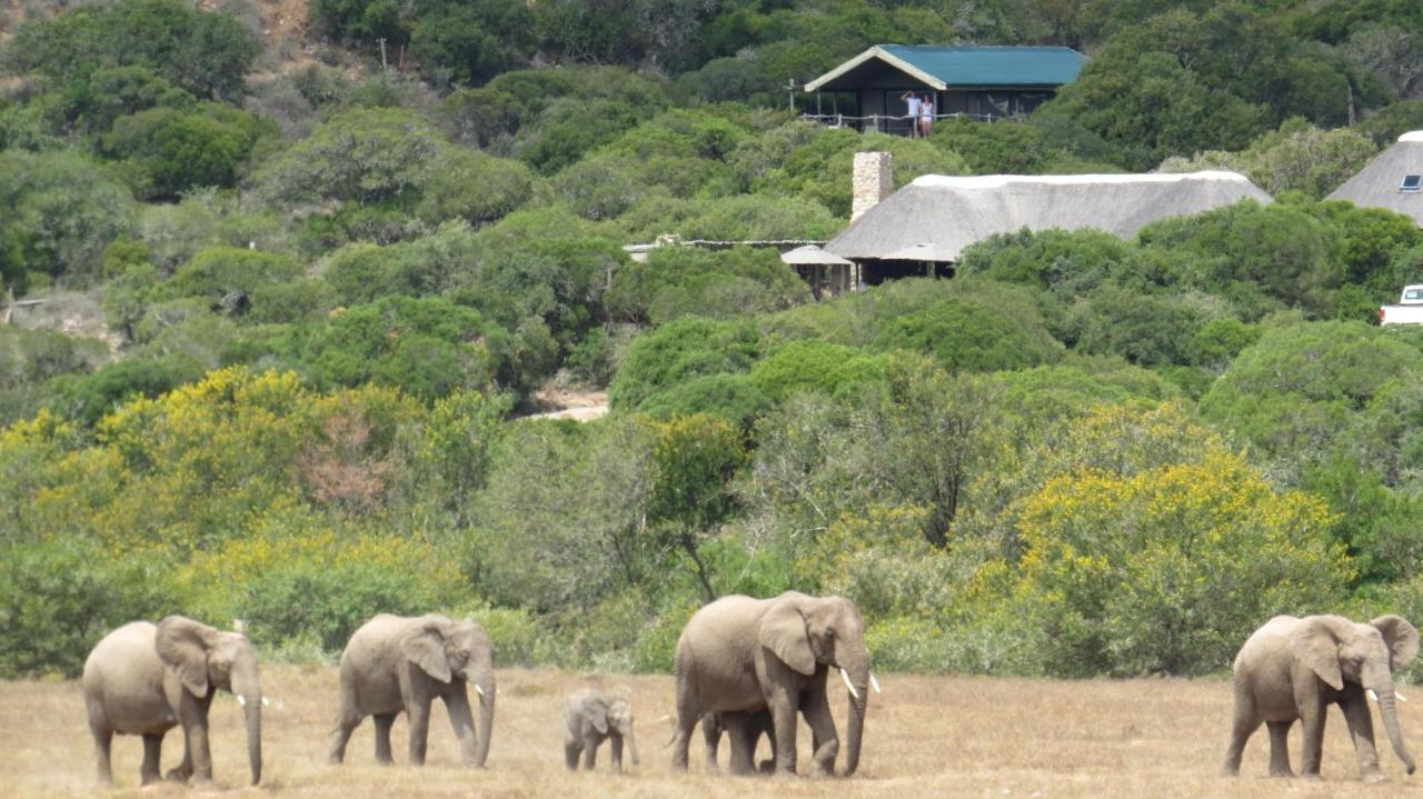 Hillsnek Safari Camp - Amakhala Game Reserve Zewnętrze zdjęcie