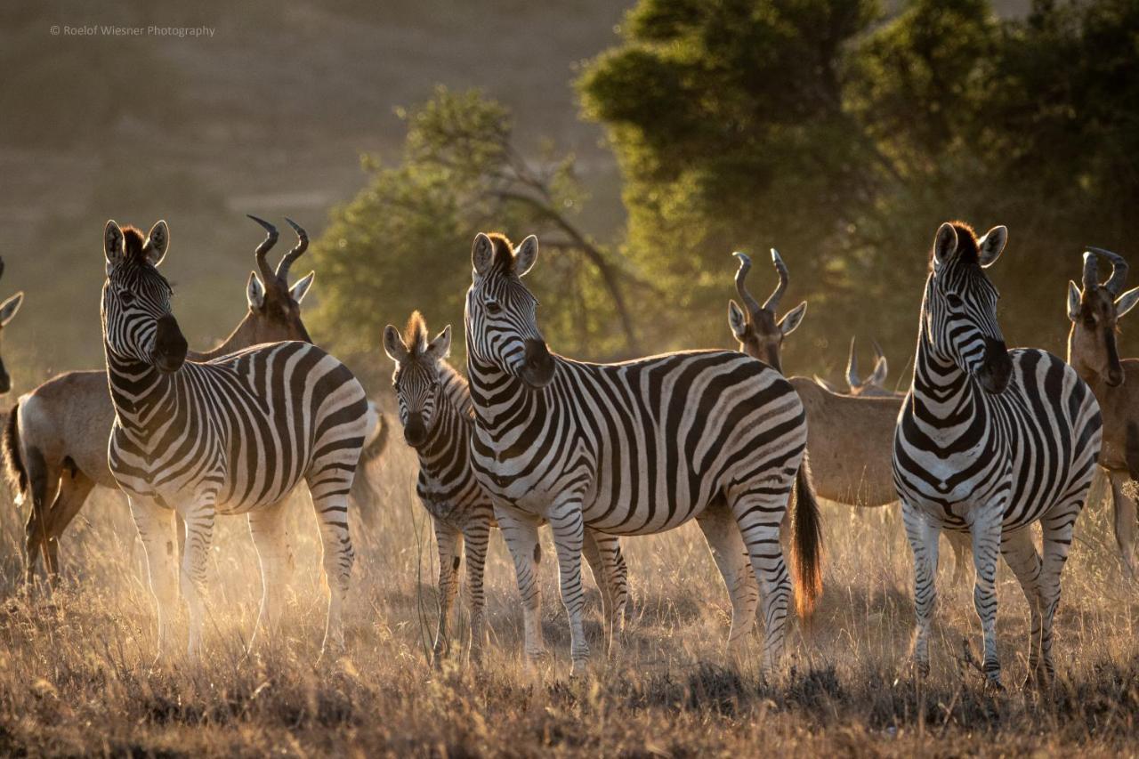 Hillsnek Safari Camp - Amakhala Game Reserve Zewnętrze zdjęcie