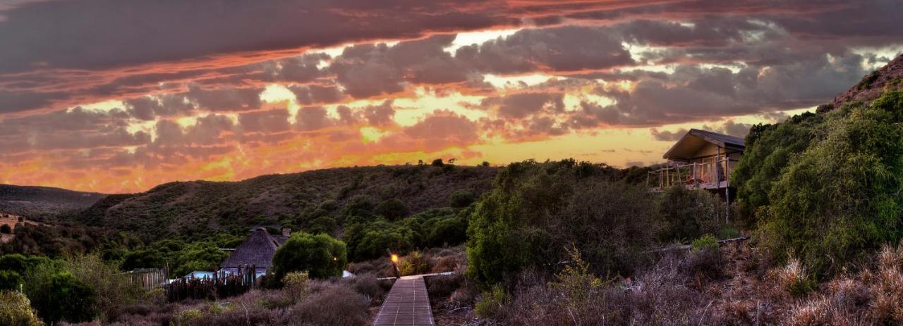 Hillsnek Safari Camp - Amakhala Game Reserve Zewnętrze zdjęcie