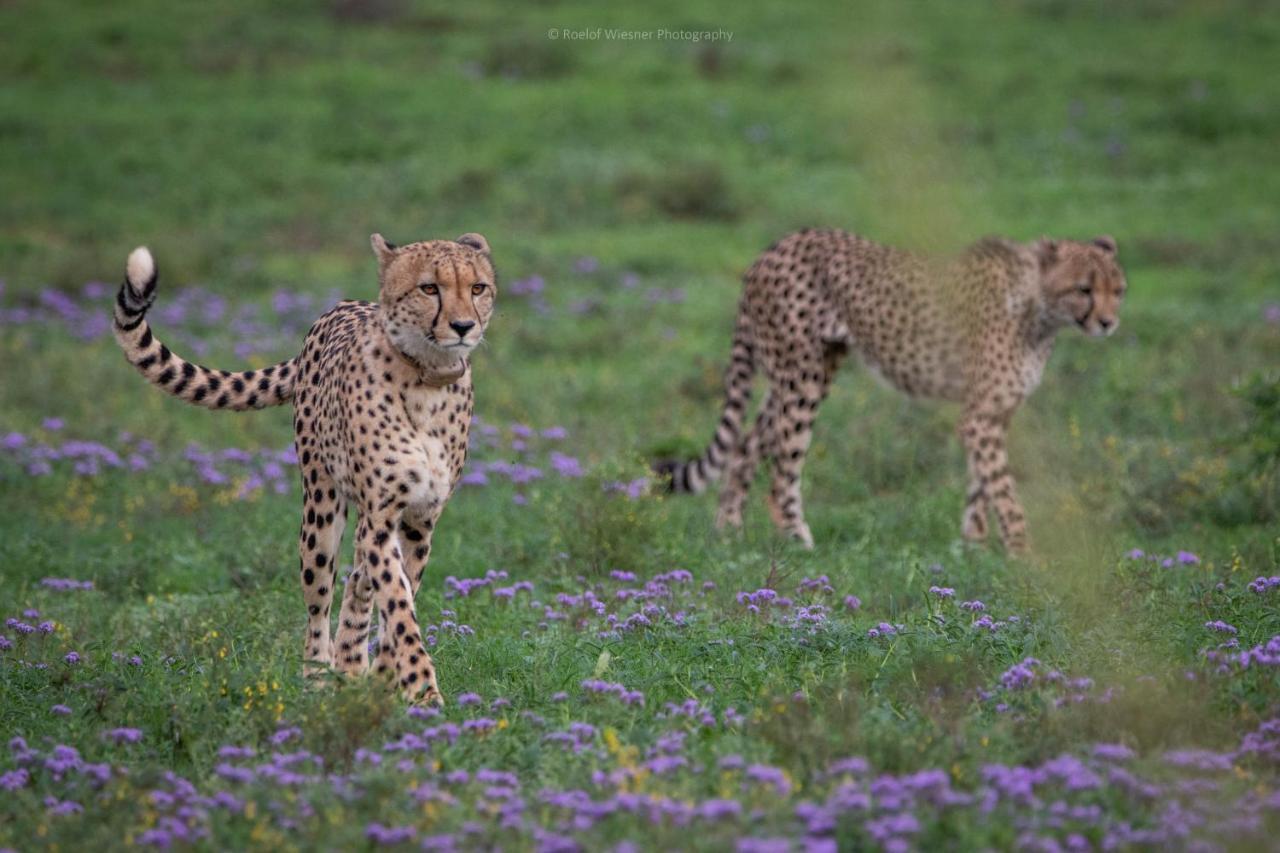 Hillsnek Safari Camp - Amakhala Game Reserve Zewnętrze zdjęcie