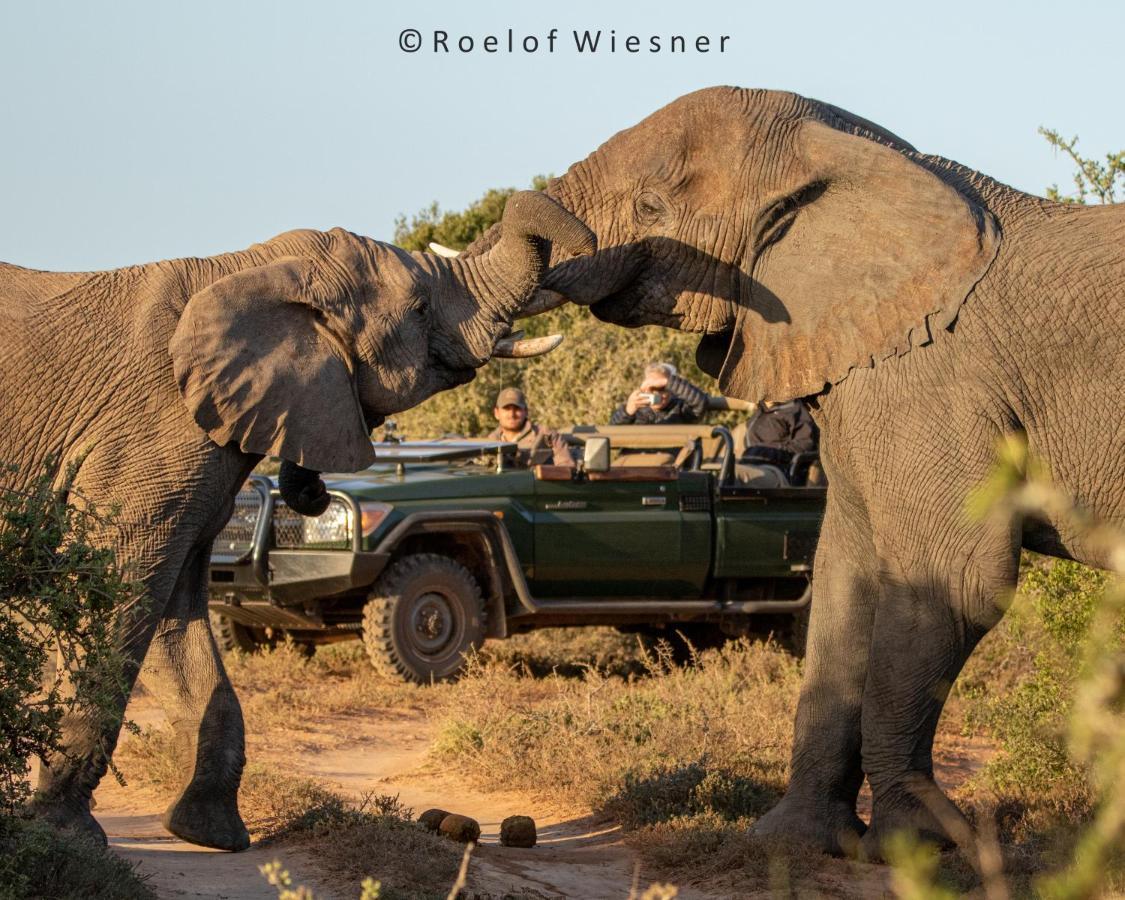 Hillsnek Safari Camp - Amakhala Game Reserve Zewnętrze zdjęcie